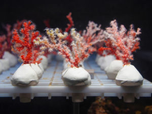 宝石珊瑚国際フォーラム2018